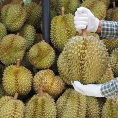 FRESH DURIAN - HIGH QUALITY VS COMPETITIVE PRICE/FROZEN DURIAN